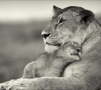 negro, leones, blanco