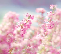 flowers, nice wallpaper