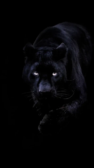 Majestuoso pantera negra en las sombras