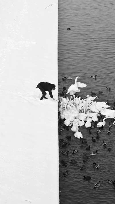 Hora de alimentar: Um homem e cisnes na costa gelada