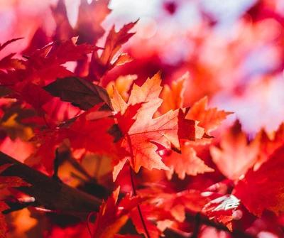 Feuilles d'érable rouges vibrantes en automne