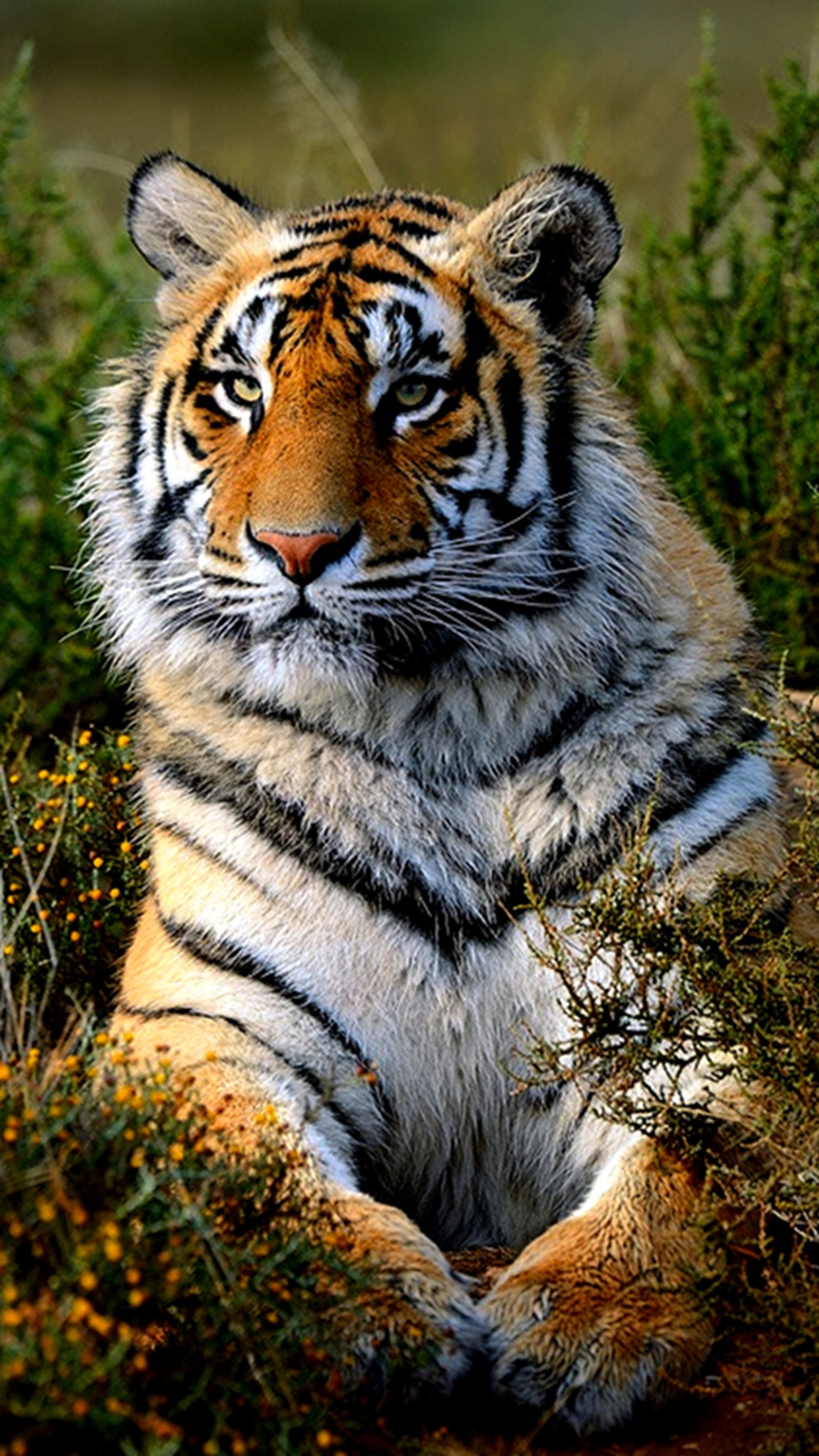 Há um tigre que está deitado na grama (tigre, selvagem)