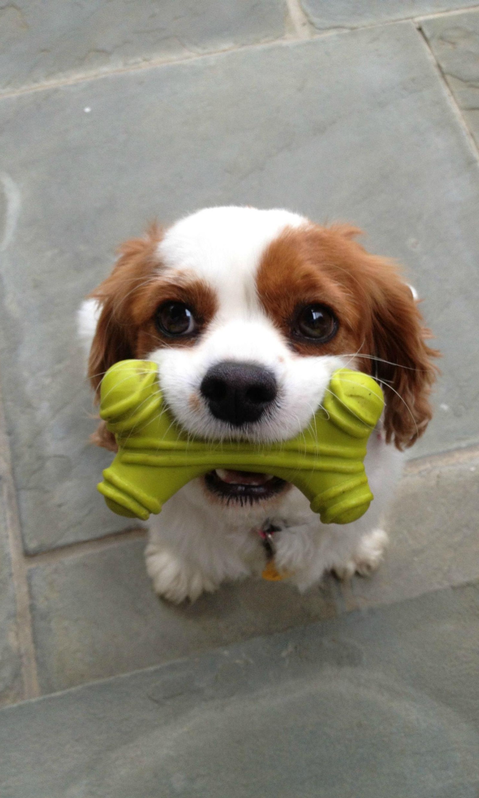 Um cachorro pequeno segurando um brinquedo na boca (adorável, animal, bebé, casca, osso)