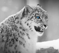 animal, gato, leopardo, neve