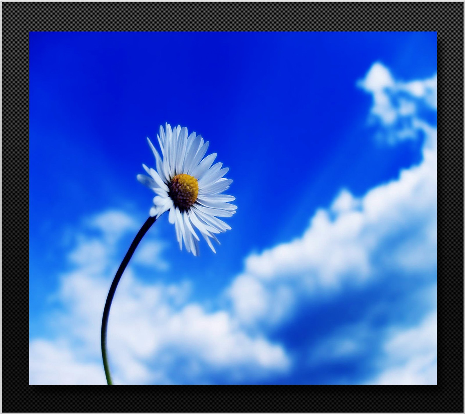 Descargar fondo de pantalla azul, nubes, margaritas, flores, pétalos