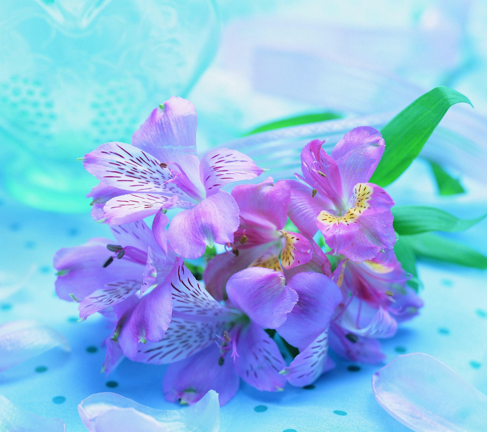 Des fleurs violettes sur une table bleue avec un vase bleu (arrière plan, bleu, fleur, lilas, orchidée)