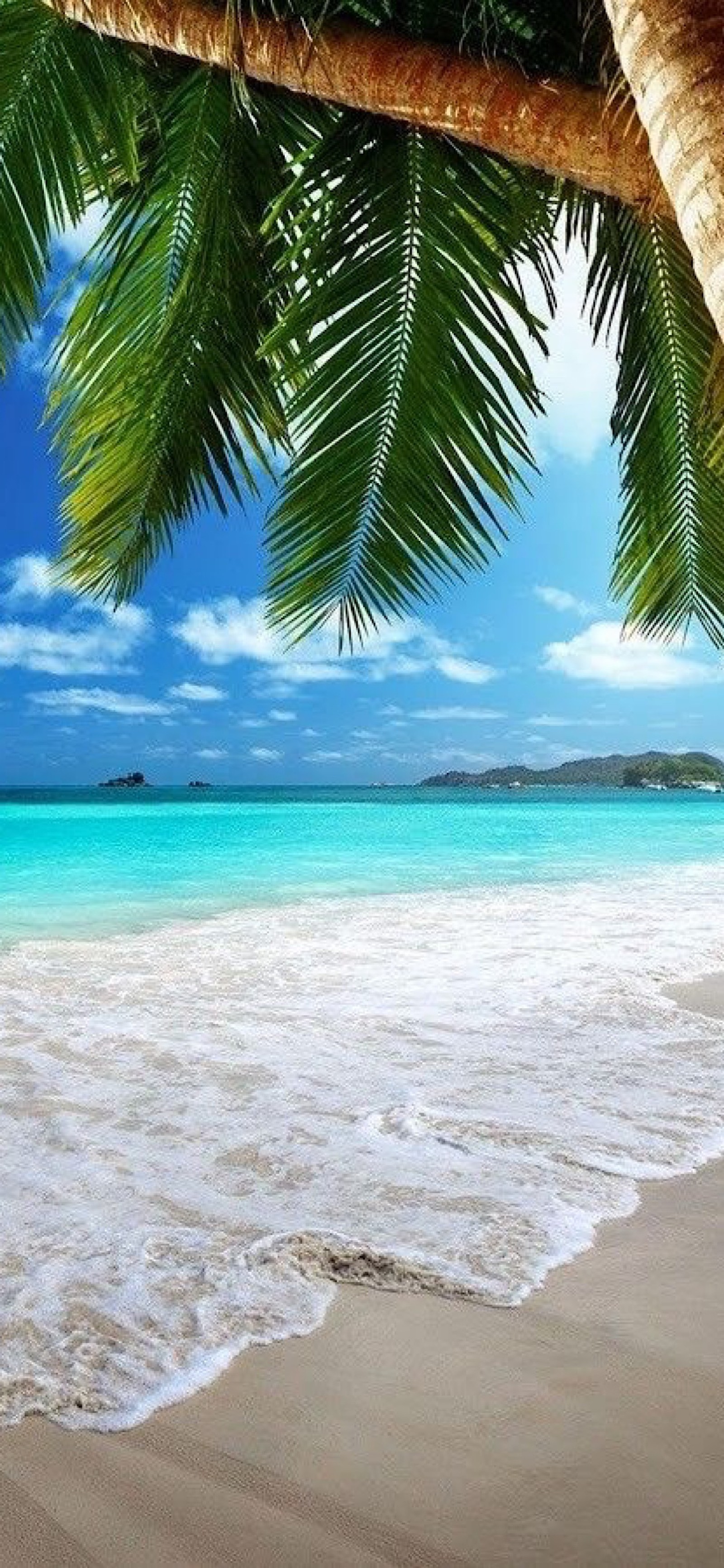 Vista de una playa con palmeras y cielo azul (playa, playas, isla, islas, paisaje)