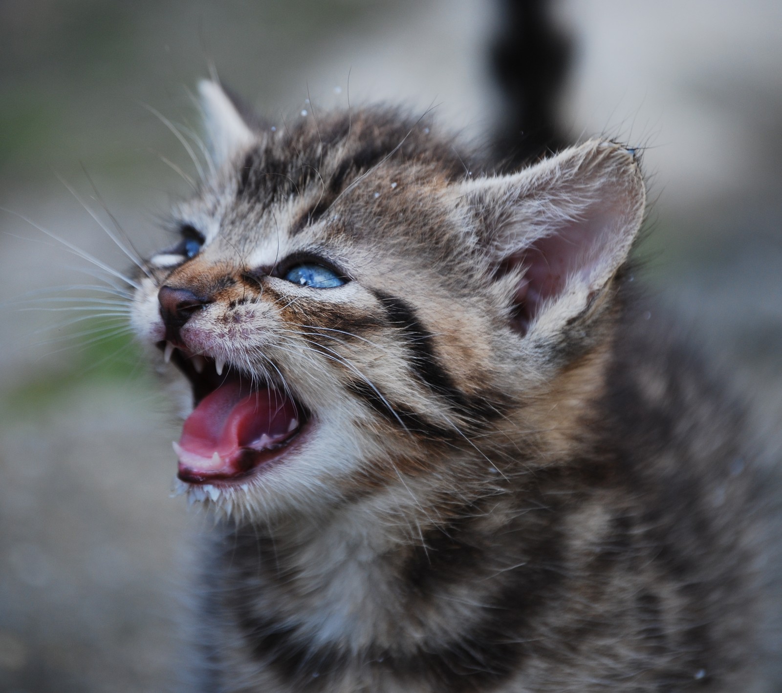 There is a small kitten with its mouth open and its mouth wide open (adorable, baby, cat, cute, kawaii)