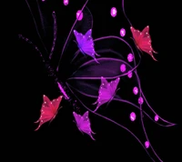 Download butterflies, wallpaper for free