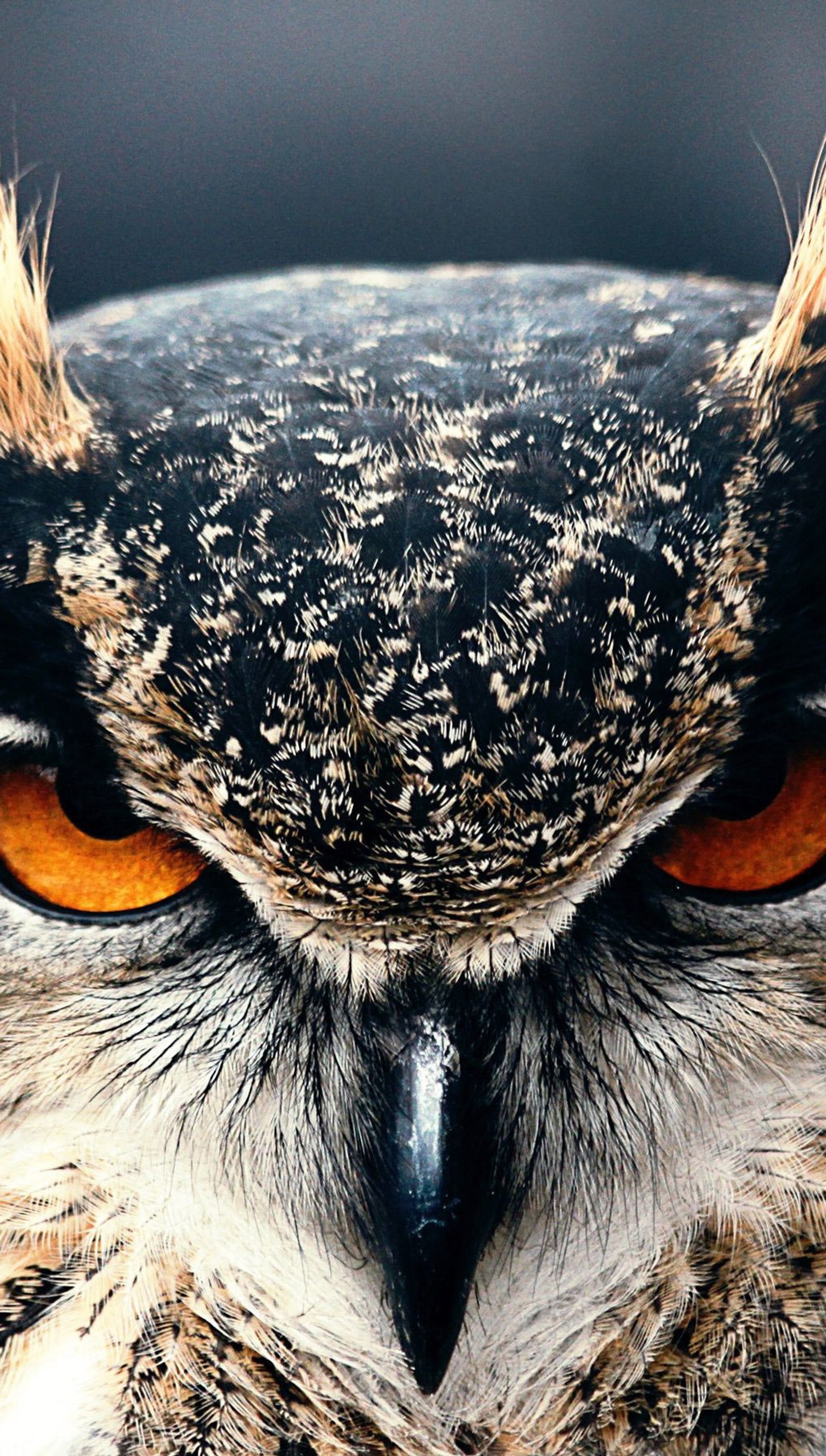 There is a close up of an owl with orange eyes (r sova, sova p)