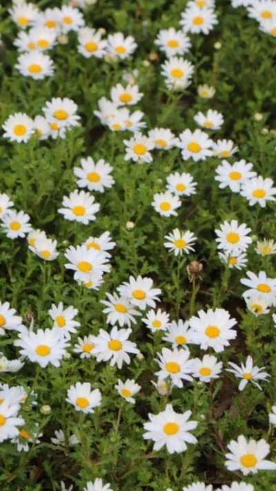 Campo vibrante de margaridas em flor