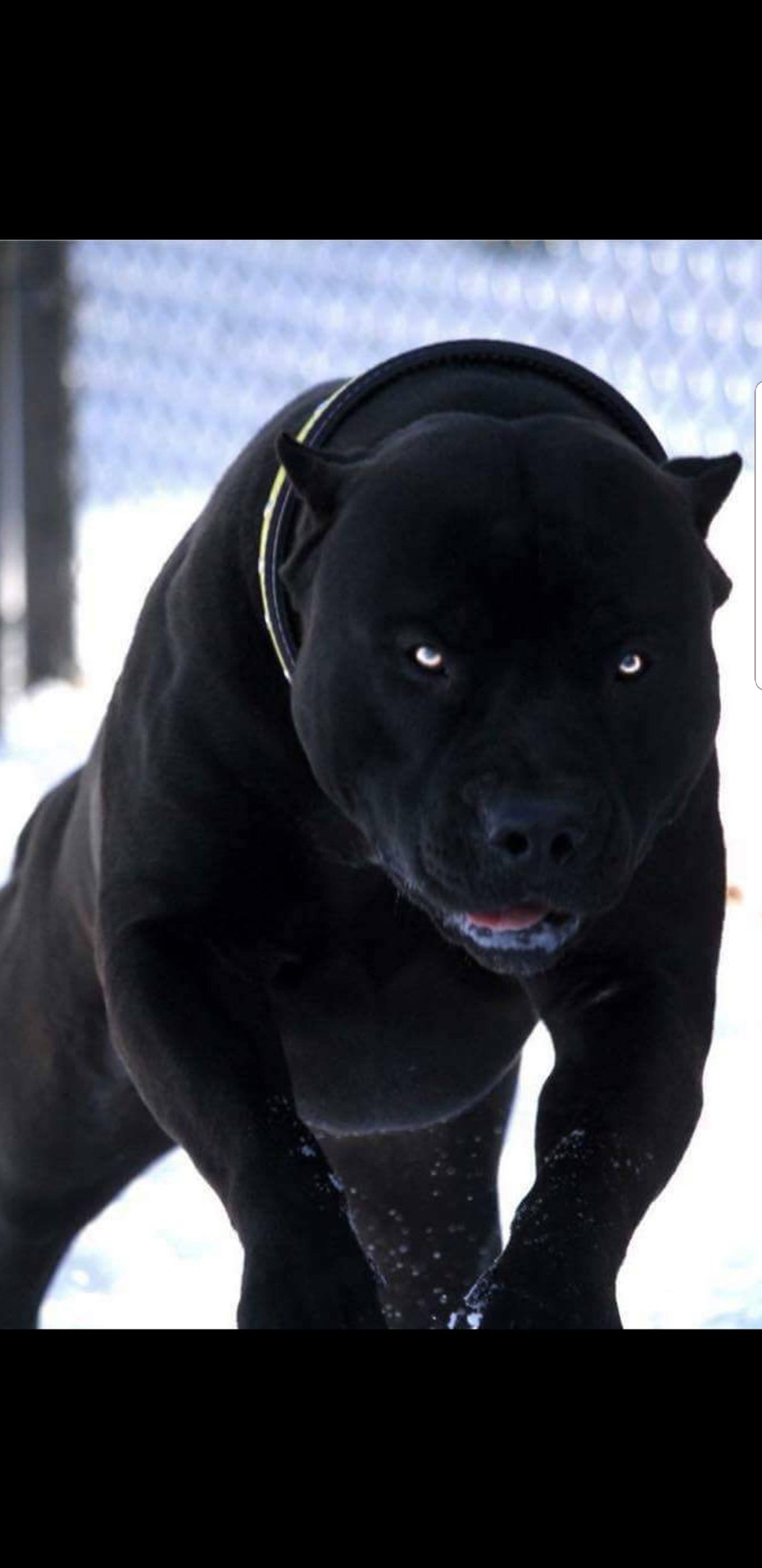 There is a black dog that is running in the snow (bull, dog)