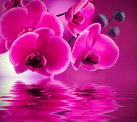 beautiful, flowers, orchid, pink, water