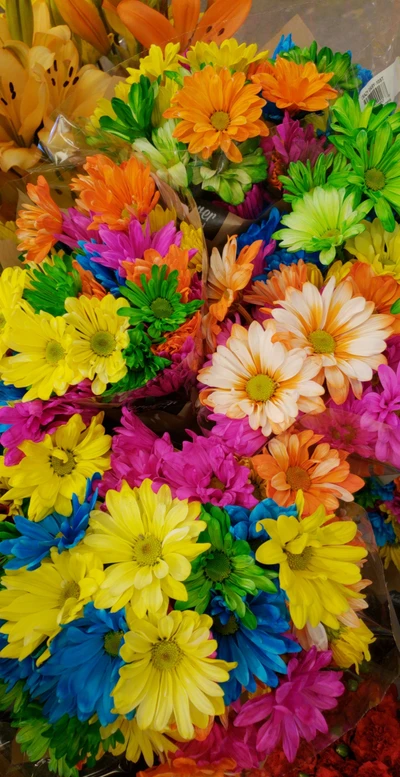 coloré, marguerite, fleurs