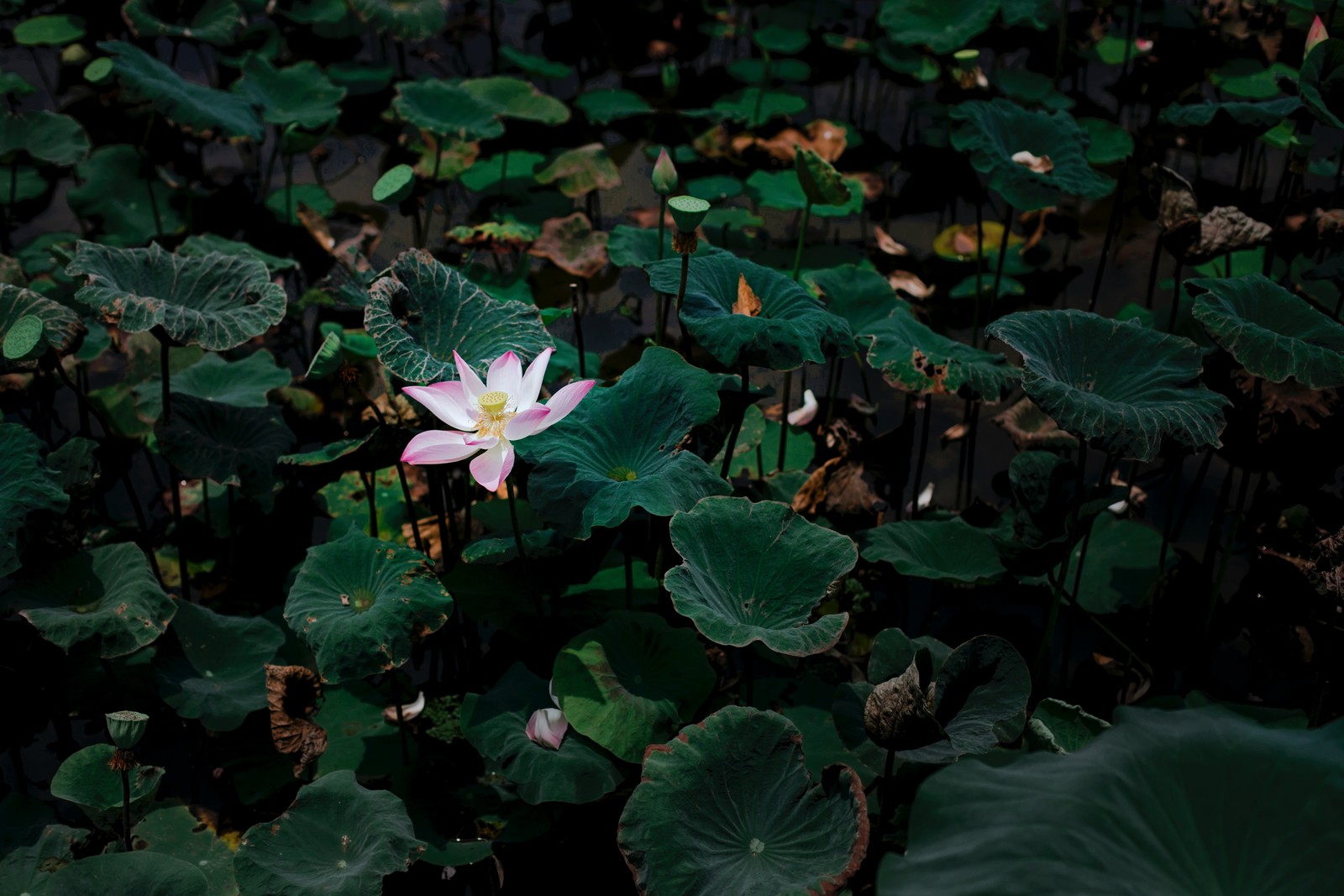 Eine rosa blume in einem feld aus grünen blättern (blume, blütenblatt, blühende pflanze, pflanze, wasserpflanze)