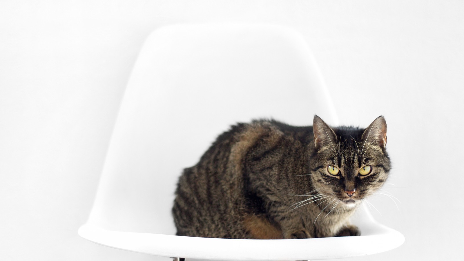 Araffe cat sitting on a white chair looking at the camera (tabby cat, dragon li, snout, maine coon, persian cat)