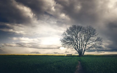 Einsamer Baum in einer weiten Graslandschaft unter dramatischen Himmel