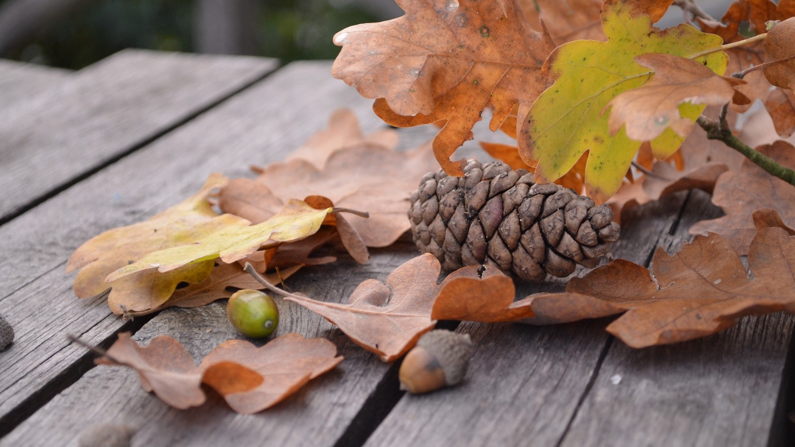 Il y a un cône de pin et quelques feuilles sur une table en bois (pinheiro, cône de conifère, feuille, arbre, automne)