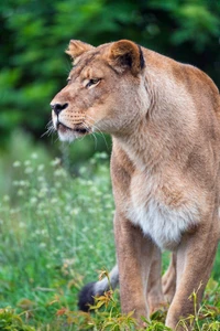 Majestueuse lionne d'Afrique de l'Est dans un habitat naturel luxuriant.