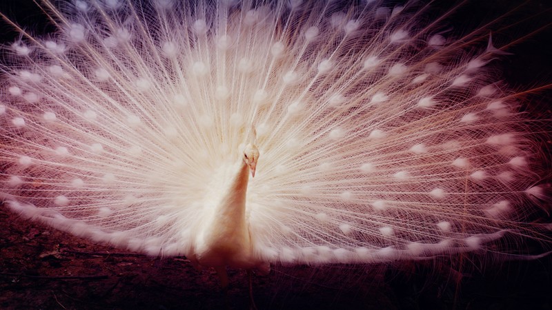 Жираф с белыми перьями и длинным хвостом стоит в темноте (white peacock, девчачьи фоны, павлин, 5k, животные)