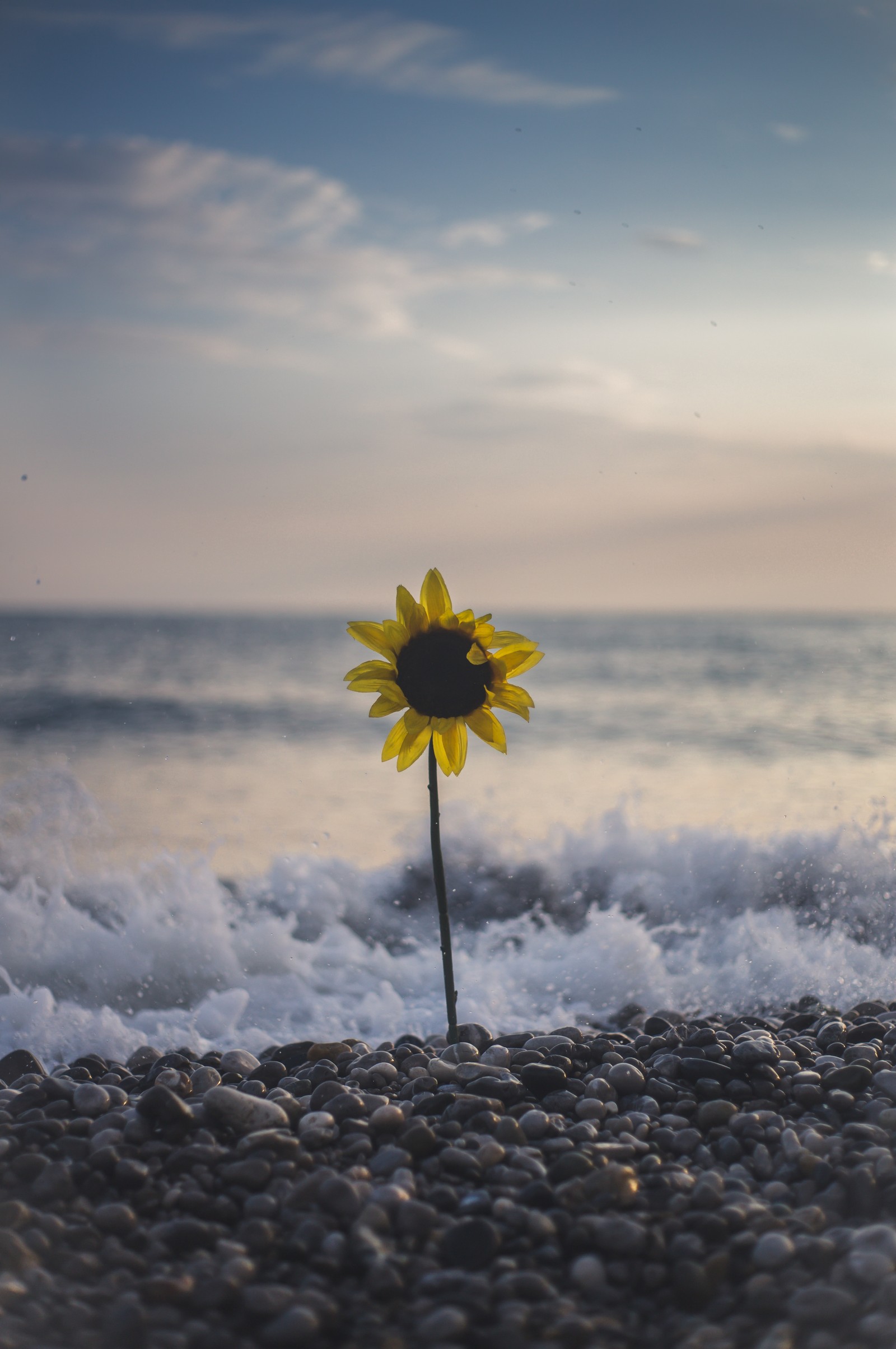 nature, flower, sunflower, yellow, cloud wallpaper