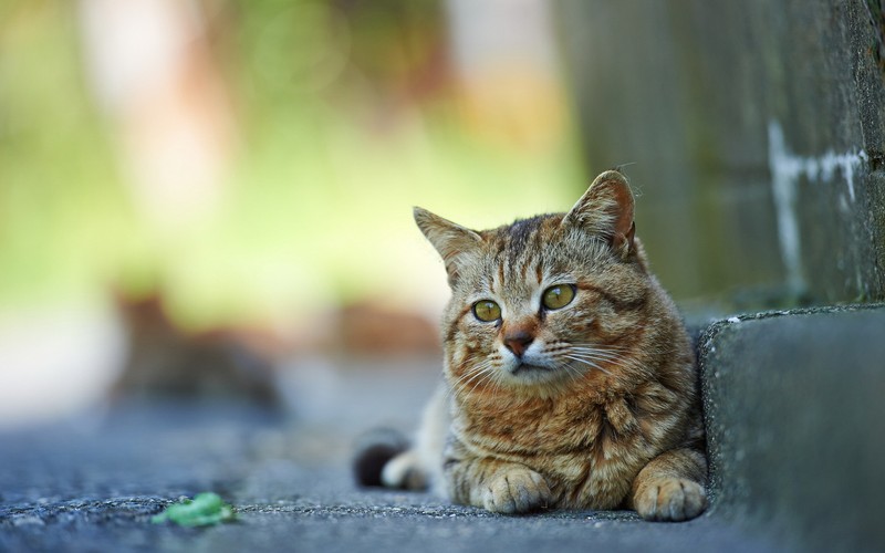 Кошка лежит на земле (котёнок, полосатый кот, млекопитающее, фауна, кошки маленьких и средних размеров)