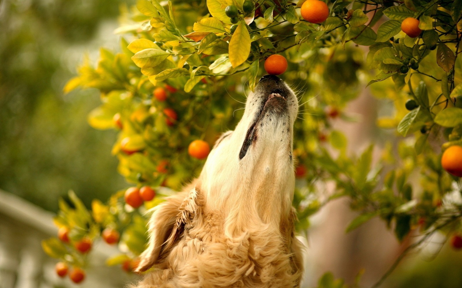 golden retriever, puppy, plant, fruit, breed Download Wallpaper