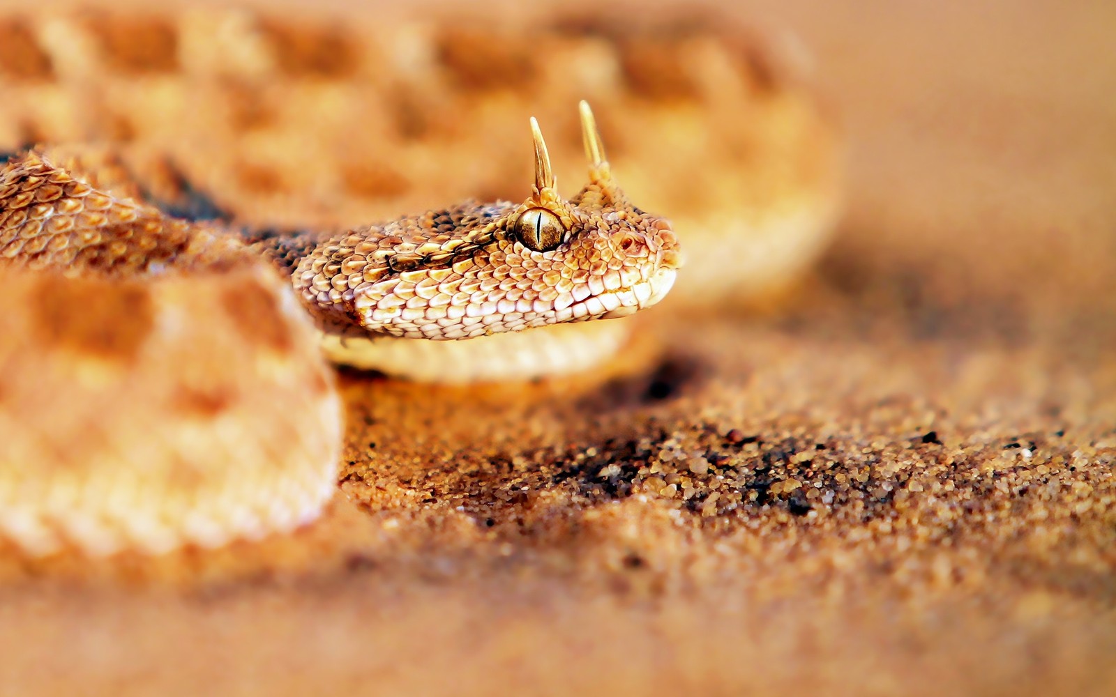 reptile, rattlesnake, scaled reptile, terrestrial animal, fauna Download Wallpaper