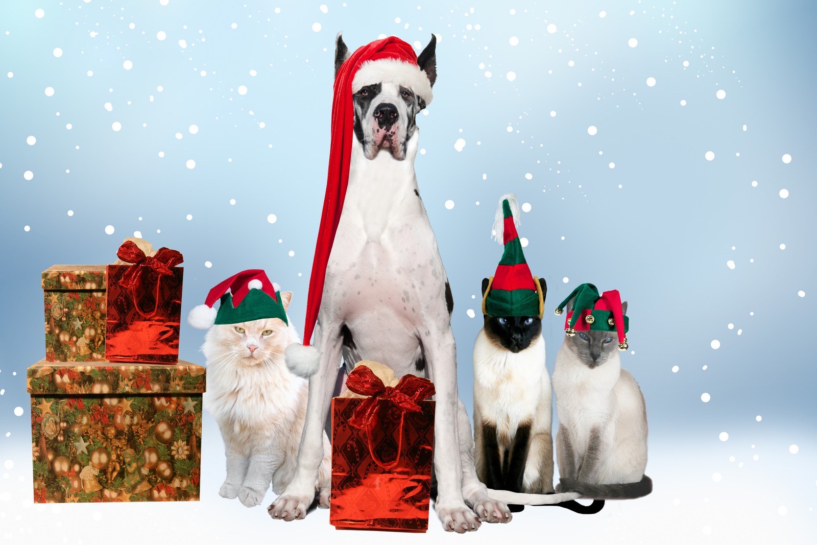 Araffe and two cats wearing christmas hats and sitting next to presents (cat, dog breed, christmas, dog grooming, christmas decoration)