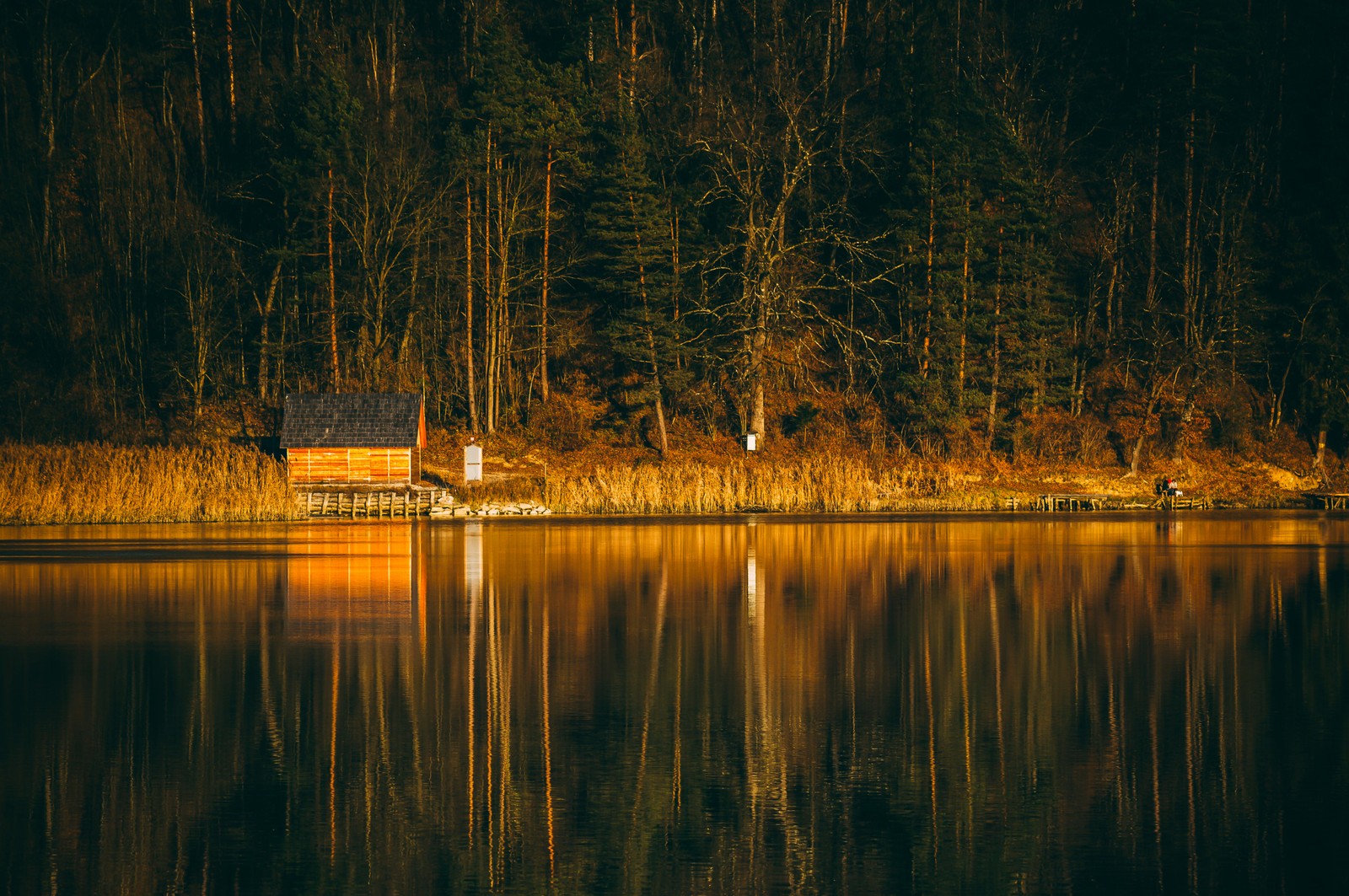 Trees are reflected in the water of a lake at night (river, forest, wooden house, reflection, tall trees)