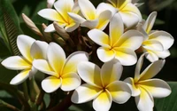 Vibrant White and Yellow Flowering Wildflowers in Bloom