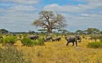 Elefantes pastando sob uma árvore baobá no ecossistema da savana