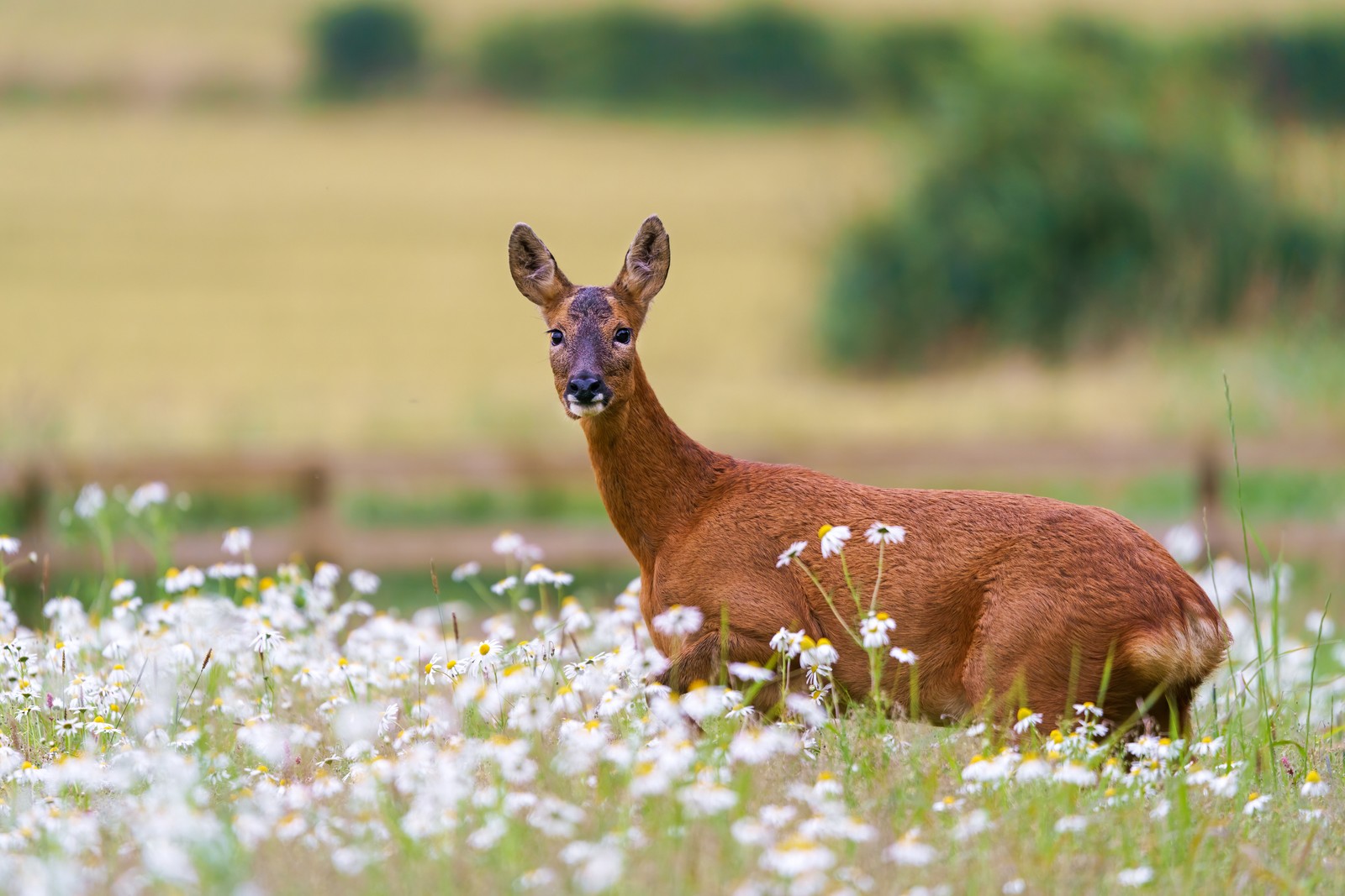 wildlife, deer, white tailed deer, flower, plant wallpaper