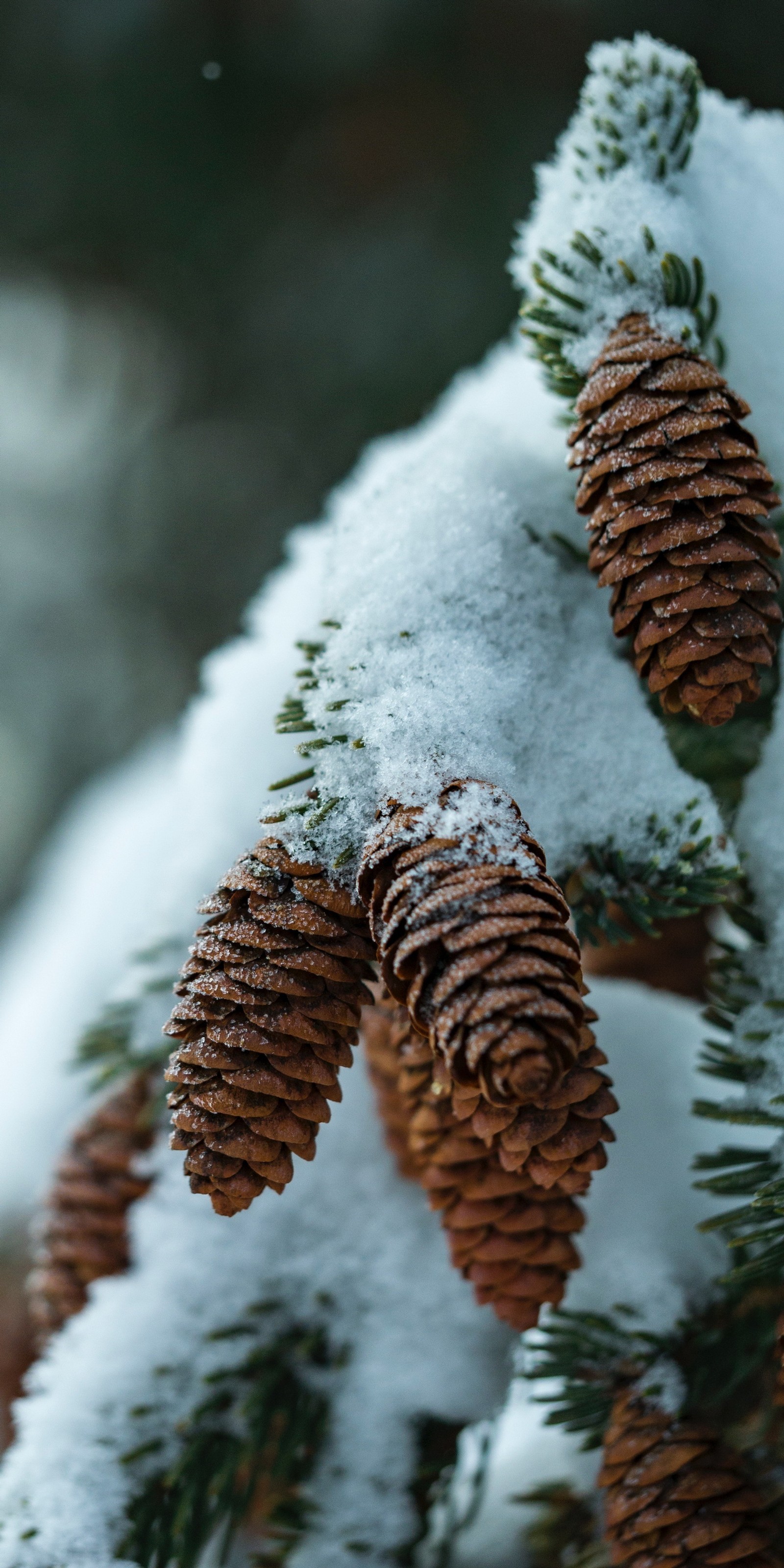 Há alguns pinhões em uma árvore coberta de neve (piano, planta, neve, material natural, rama)