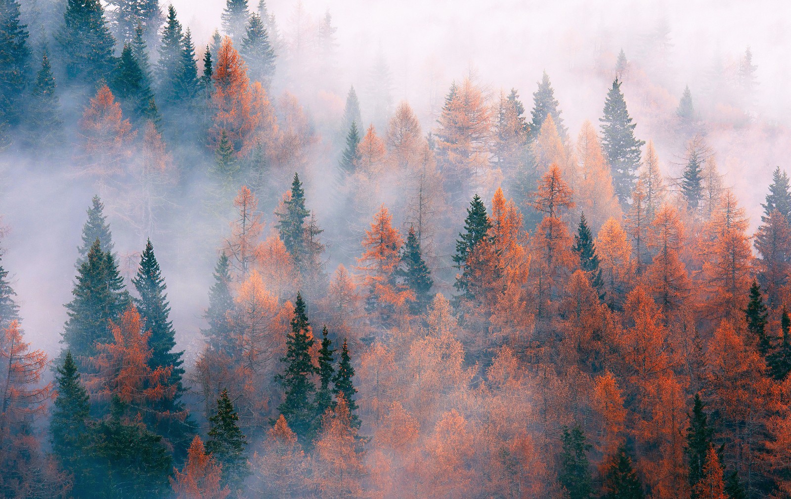 Lade baum, wald, waldbrand, nebel, atmosphäre Hintergrund herunter