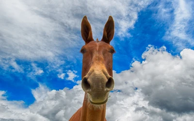 pferd, mähne, wolke, packtier, wildleben