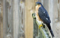 Faucon perché sur une clôture : Un oiseau de proie frappant dans la nature