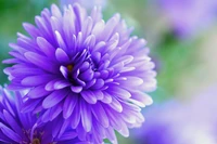 Flor de aster de otoño vibrante en flor con un suave fondo bokeh