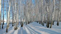 Snow-Covered Birch Grove in Winter