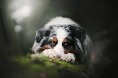 australian shepherd, welpe, hund, hunderasse, berner sennenhund