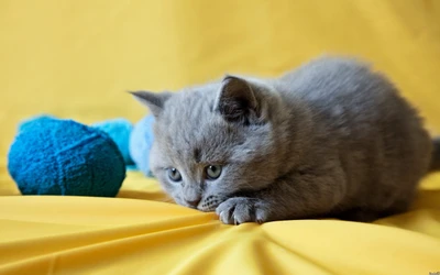 Gatinho brincalhão explorando curiosamente um fundo amarelo brilhante