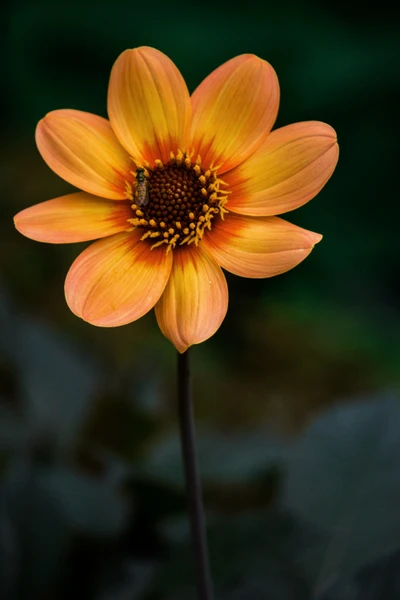 Un primer plano de una planta floreciente de color naranja y amarillo vibrante, que se asemeja a una dalia, con una abeja recolectando polen entre sus pétalos.