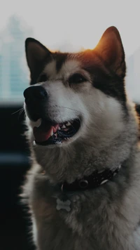 deutsche dogge, nordische inuit hunde, sibirischer husky, sakhalin husky, ostsibirischer laika