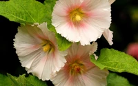 Blühender chinesischer Hibiskus: Zarte rosa Blumen zwischen üppigem grünem Laub