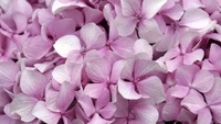 hortensia, flores rosas, rosa, flor, pétalo