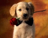 Cachorro de Golden Retriever con pajarita sosteniendo una rosa