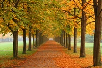 Sunlit Autumn Grove: A Pathway Through Golden Leaves