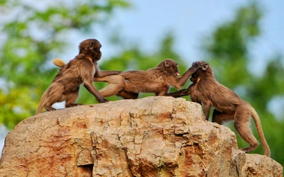 Macaques espiègles s'engageant dans des bêtises sur un promontoire rocheux