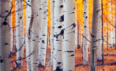 aspen, tree, birch, forest, leaf