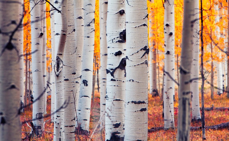 A close up of a group of trees with leaves on them (aspen, tree, birch, forest, leaf)